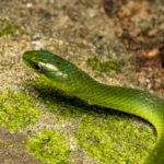 Greater-green-snake-17