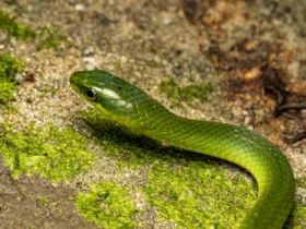Greater-green-snake-17