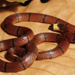 Macclellands-coral-snake-5