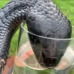 Man-feeding-thirsty-black-cobra-from-glass-4