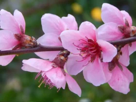 Peach Blossoms 1
