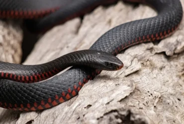 Red-bellied-black-snake-23