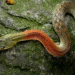 Red-necked-keelback-8