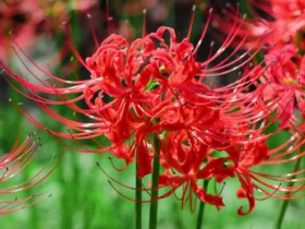 Spider Lily Flower 1