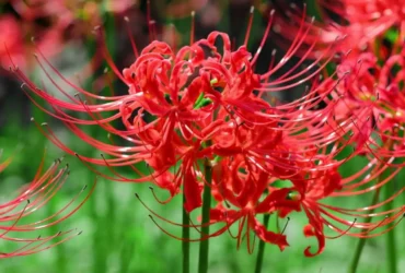 Spider Lily Flower 1