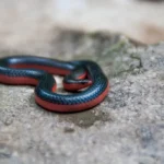 Western-worm-snake-6