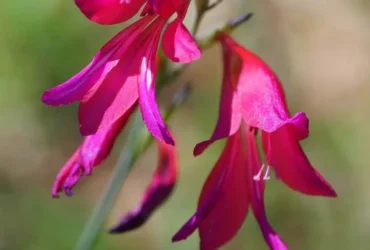 Wild Gladiolus 5
