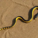 Yellow-bellied-sea-snake-13
