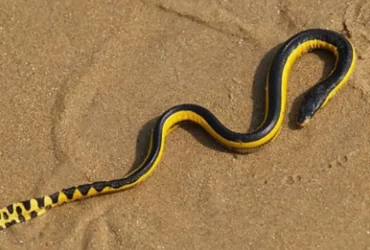 Yellow-bellied-sea-snake-13