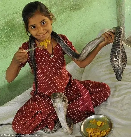 11-year-old Girl Honored As The 'snake Goddess' In India 1