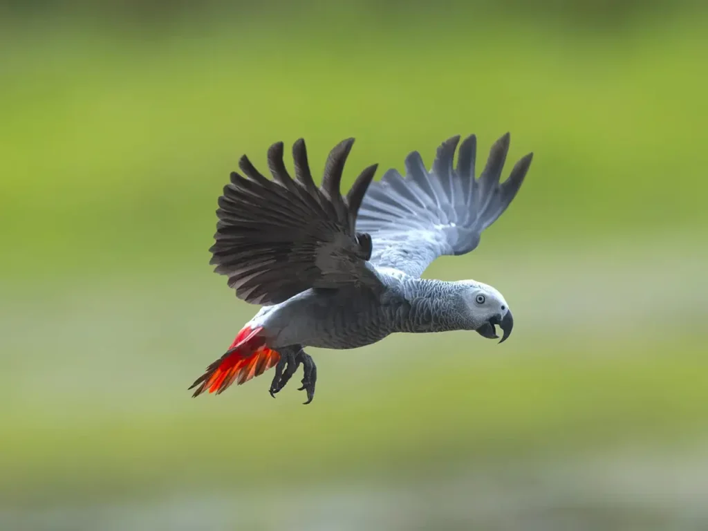 African Grey Parrot 1