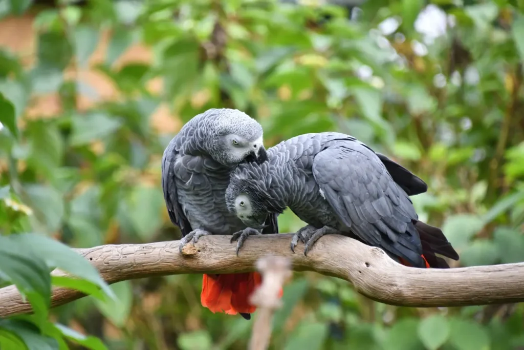 African Grey Parrot 10