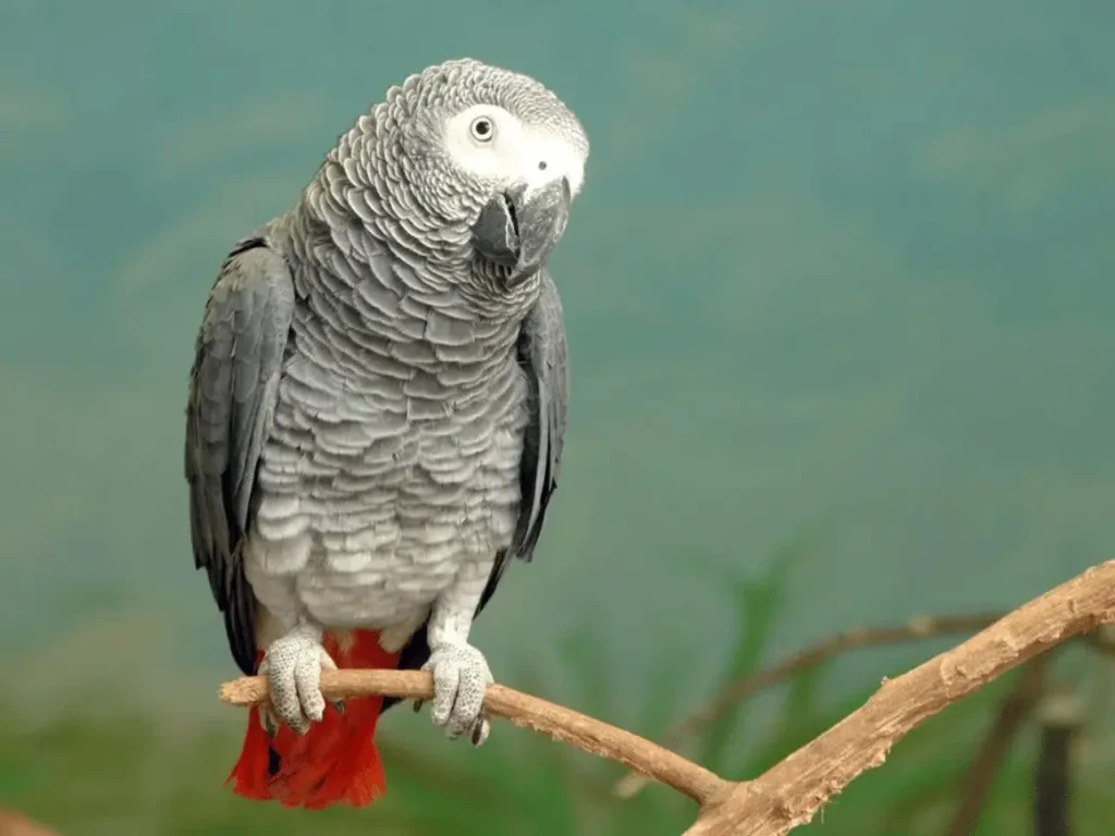 African Grey Parrot 11