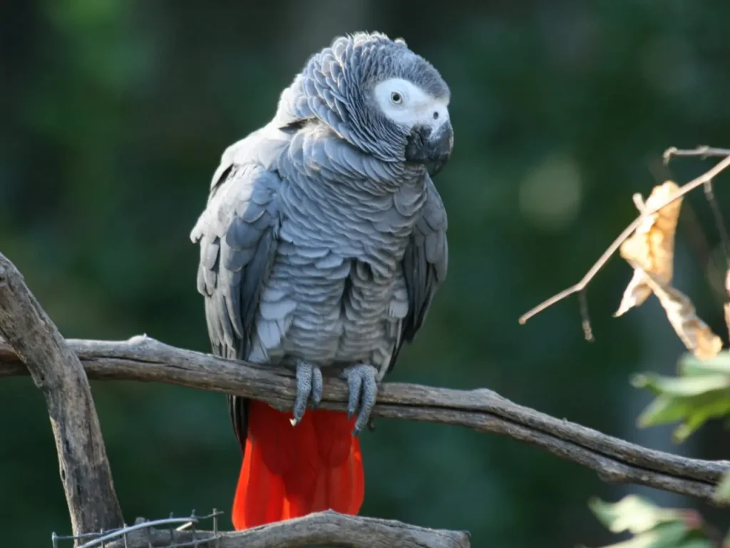 African Grey Parrot 13