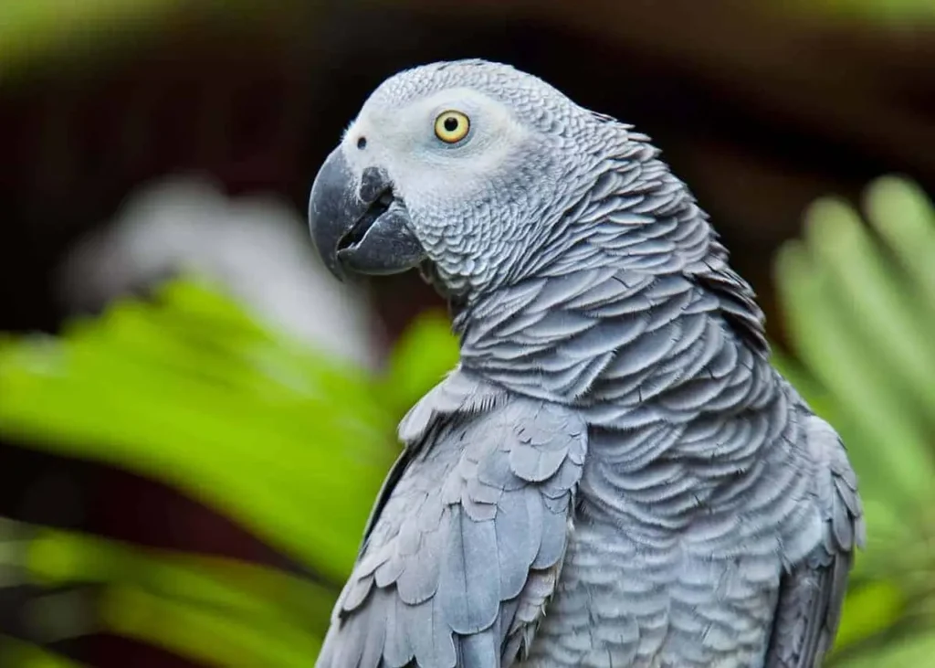 African Grey Parrot 14