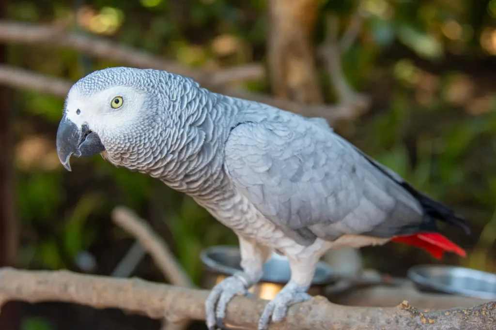 African Grey Parrot 15