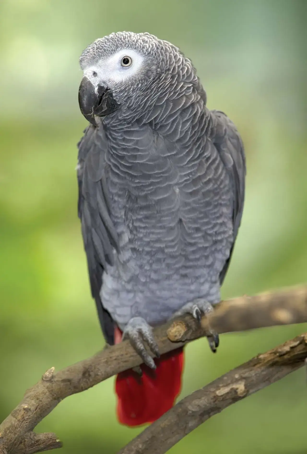 African Grey Parrot 2
