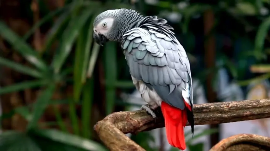African Grey Parrot 5