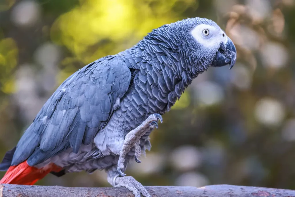African Grey Parrot 6