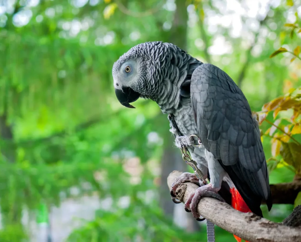 African Grey Parrot 7