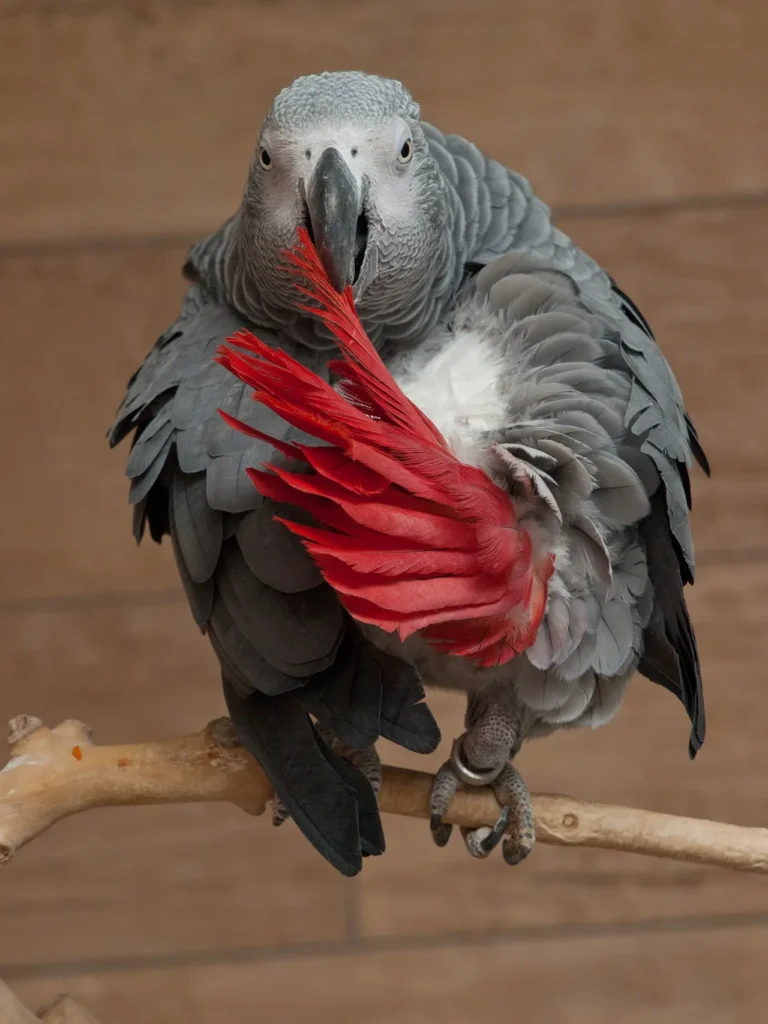 African Grey Parrot 8