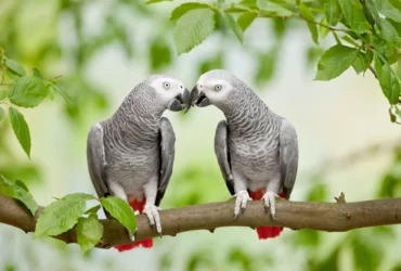 African Grey Parrot 9
