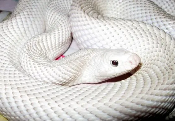 Albion Snake 11