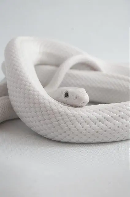 Albion Snake 2