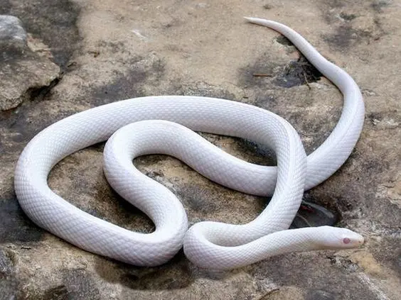 Albion Snake 21