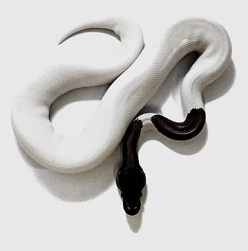 Albion Snake 29