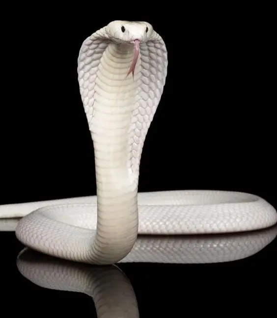 Albion Snake 6