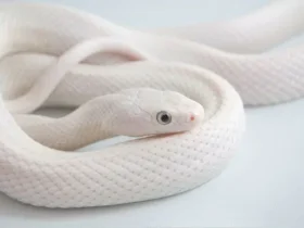 Albion Snake 8