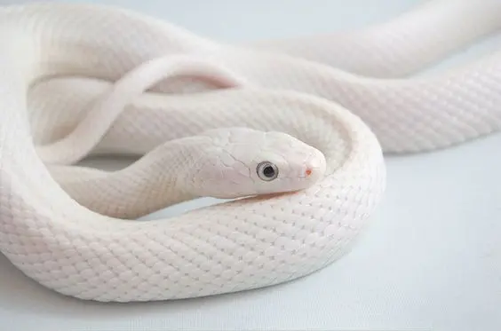 Albion Snake 8