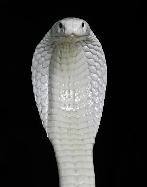 Albion Snake 9