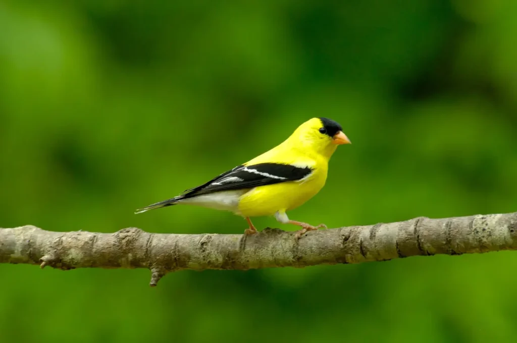 American Goldfinch 13