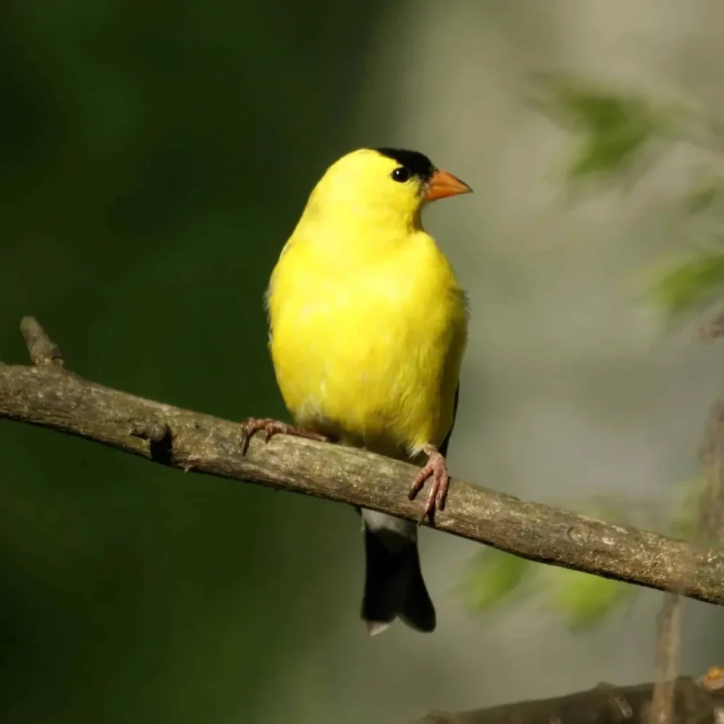 American Goldfinch 14