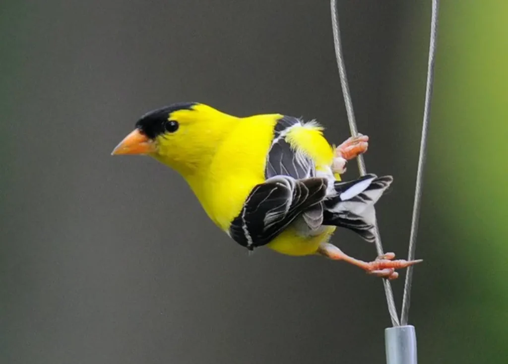 American Goldfinch 15