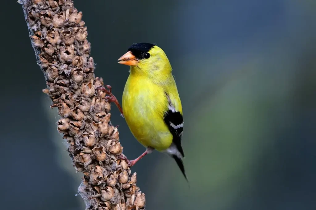 American Goldfinch 17