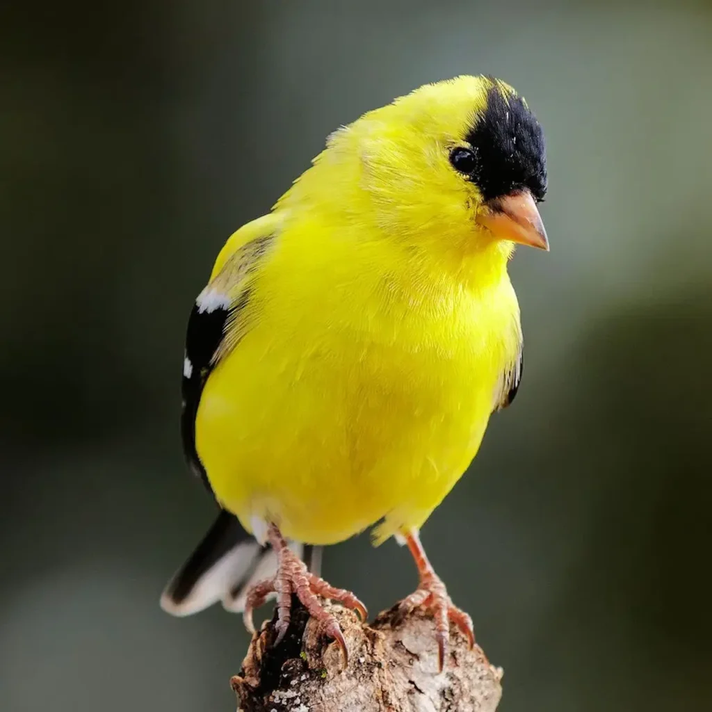 American Goldfinch 19