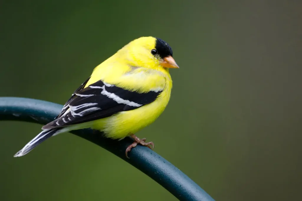American Goldfinch 2