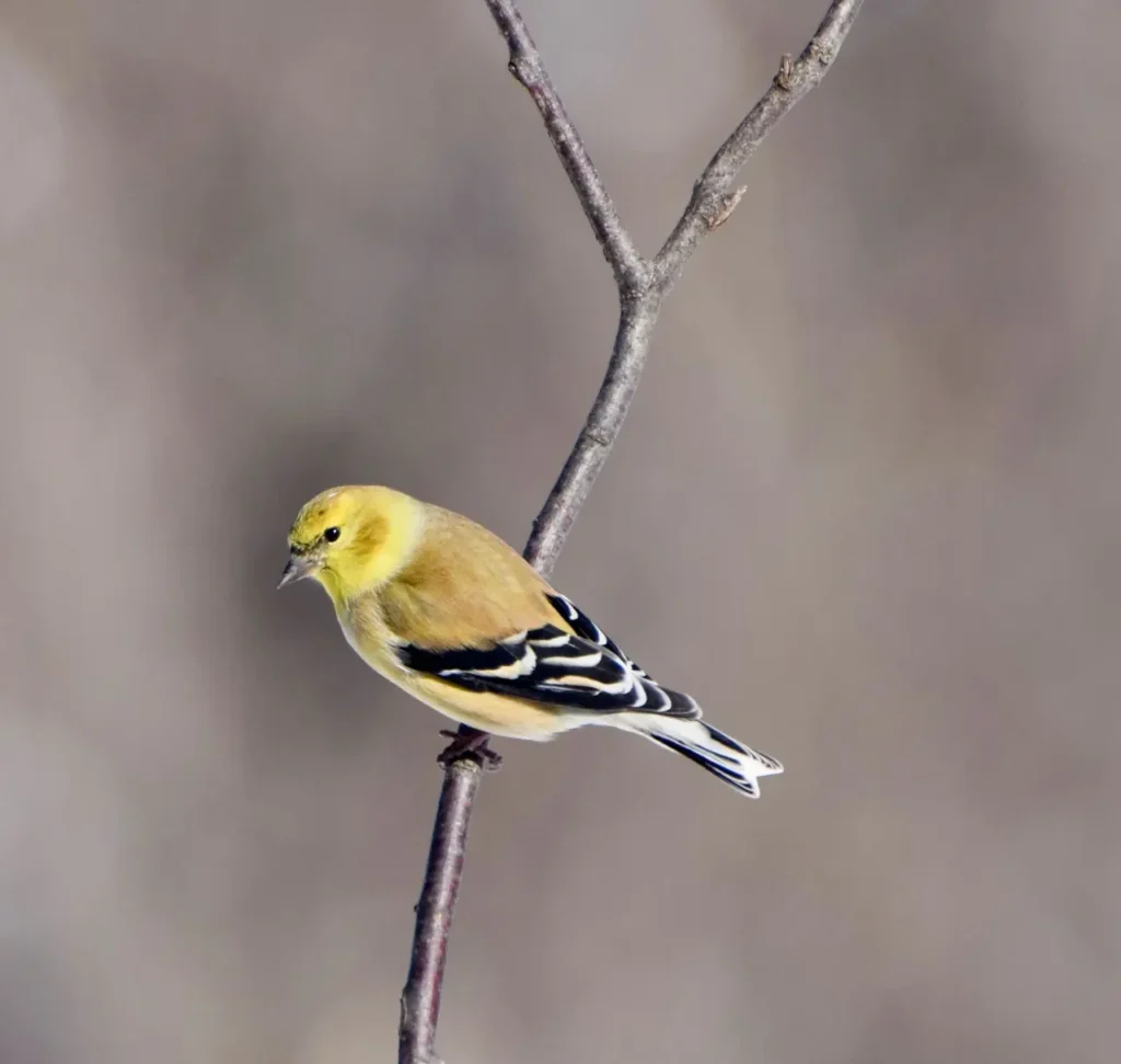 American Goldfinch 6