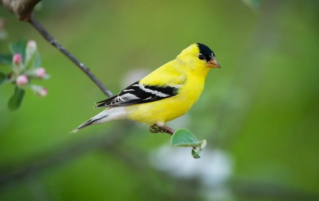 American Goldfinch 8