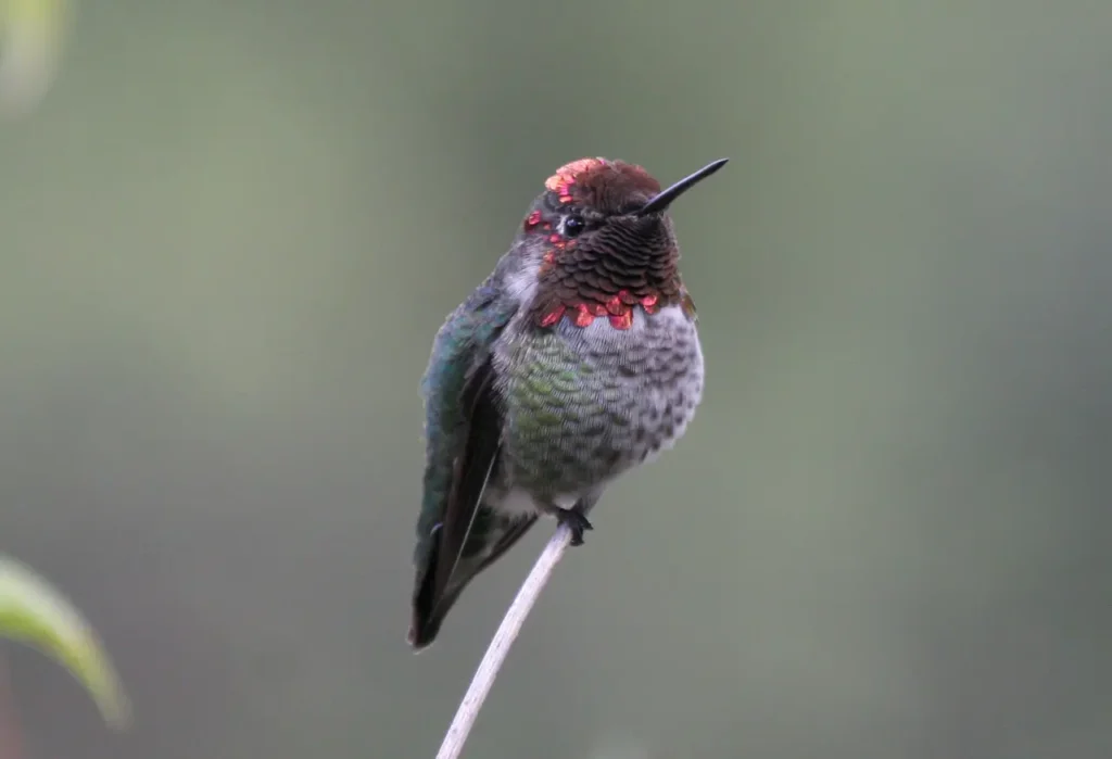 Anna's Hummingbird 10