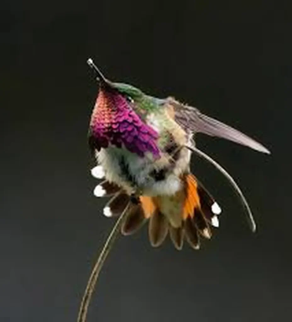 Anna's Hummingbird 14