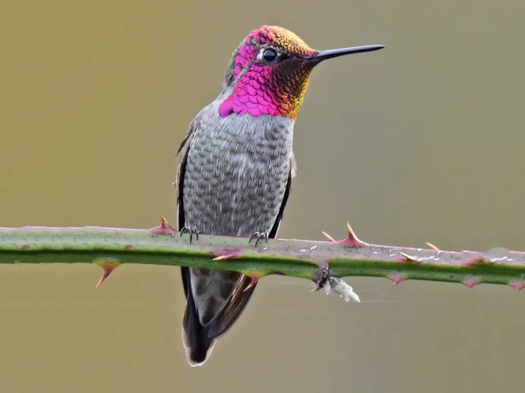 Anna's Hummingbird 4