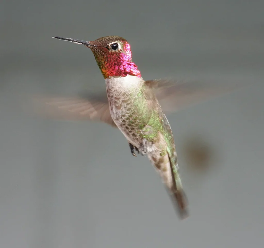 Anna's Hummingbird 5