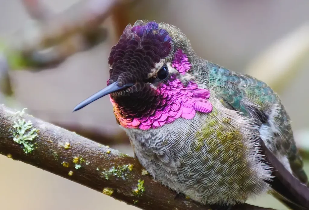 Anna's Hummingbird 9
