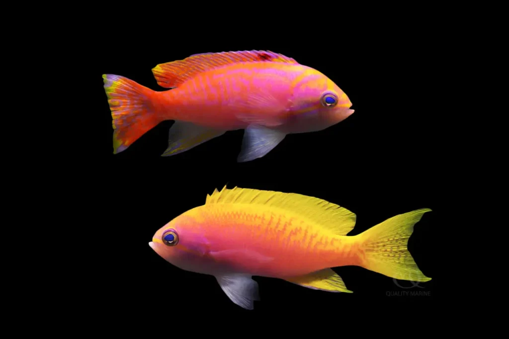 Anthias Fish 8