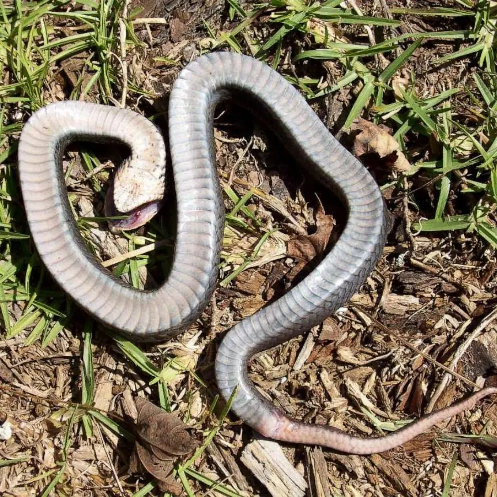 Bizarre Snake Species That 'plays Dead' 2
