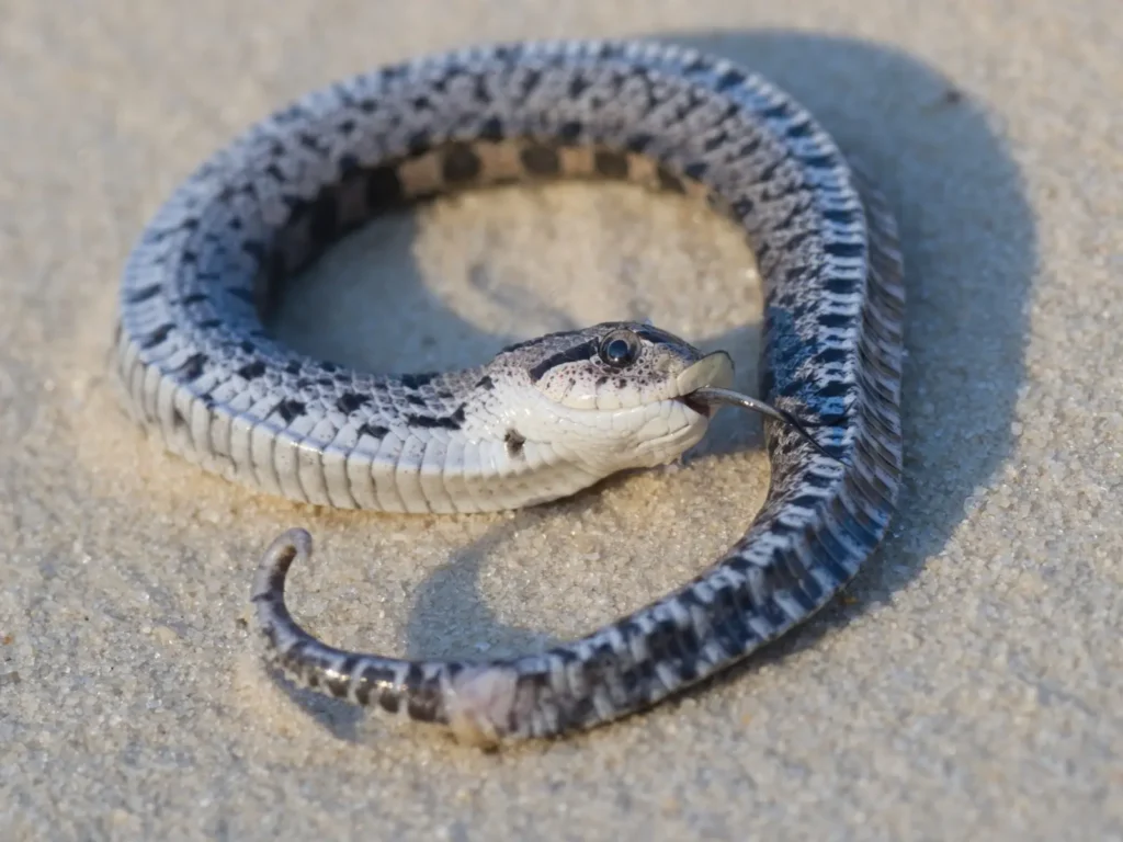 Bizarre Snake Species That 'plays Dead' 4
